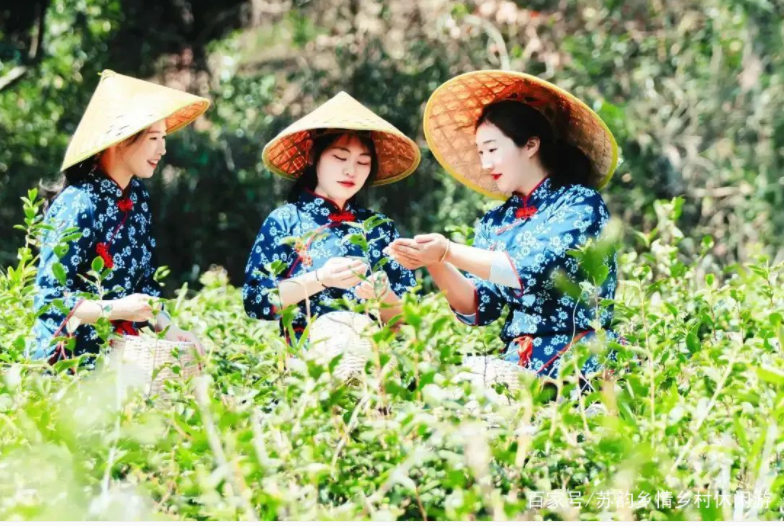 葉葉知春！無錫毫茶已經(jīng)開采