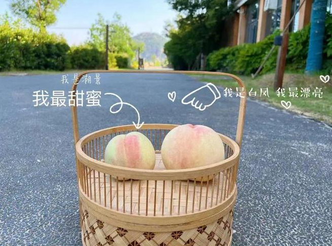 “大白鳳、小湖景”