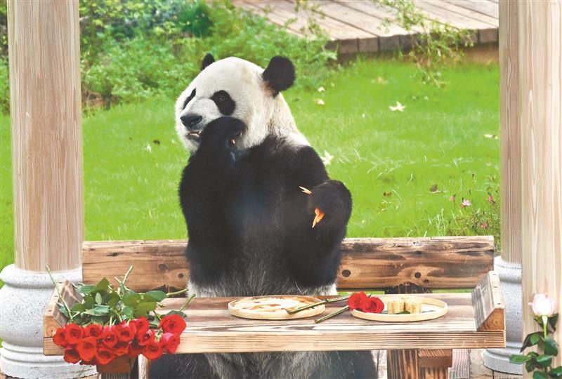 10歲啦！“加悅悅”在錫慶生